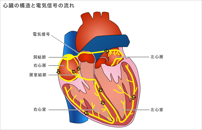 心臓の構造と電気信号の流れ