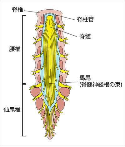 馬尾の解剖図(腰仙部の硬膜管の内部を背側から見たところ)