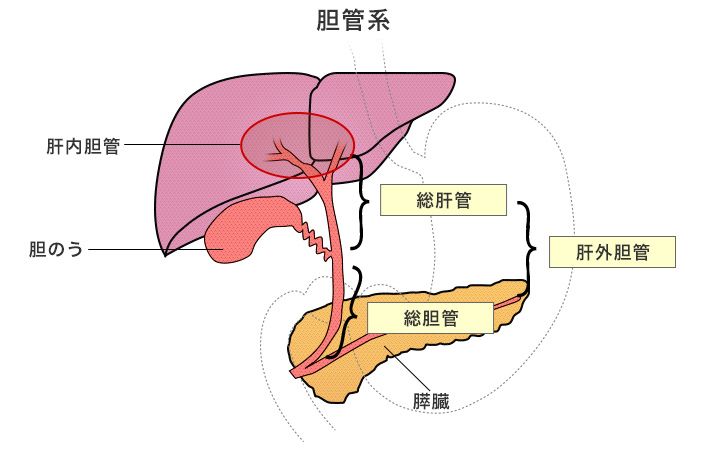 胆管系
