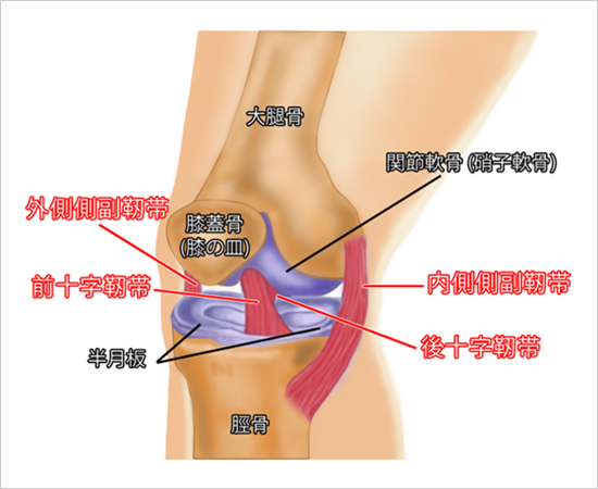 膝関節の構造(右足)