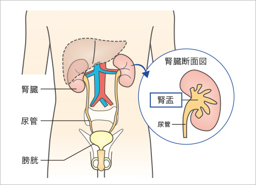 腎盂と尿管の構造