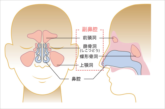 鼻腔と副鼻腔の図