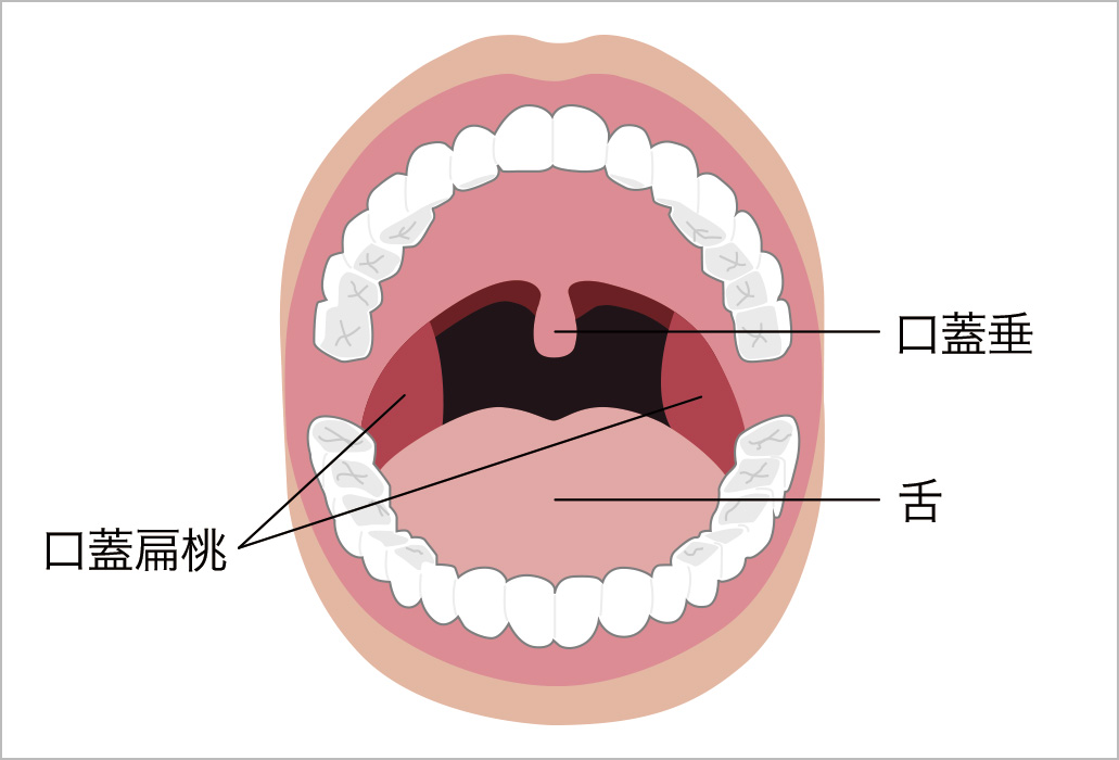 口腔の正面図