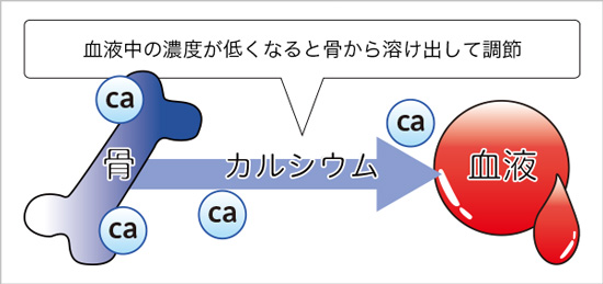 カルシウム濃度を一定に保つ仕組み