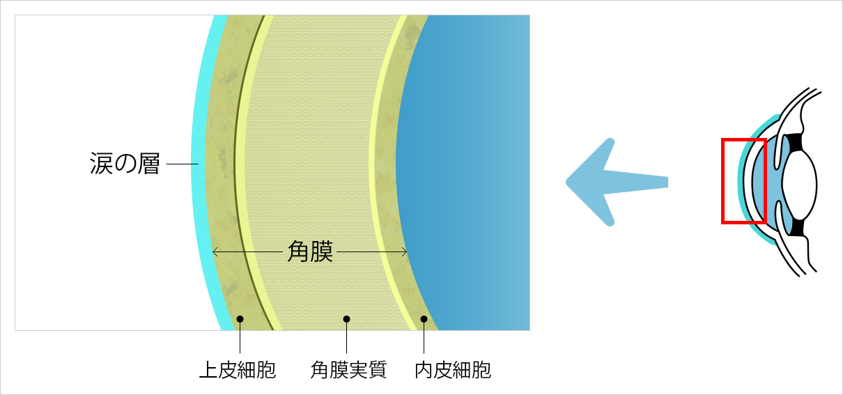 角膜の構造