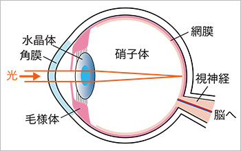 眼球水平断面図