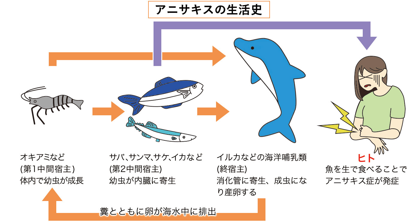 アニサキスの生活環