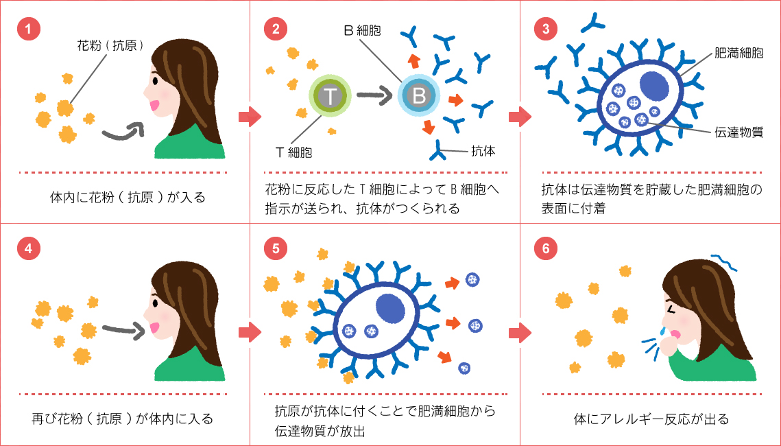 皮膚の表層断面(正常)