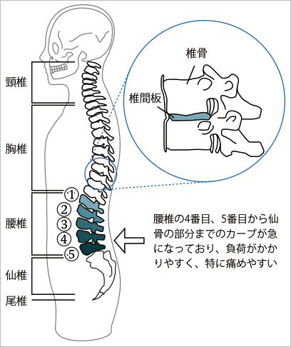 脊椎の構造