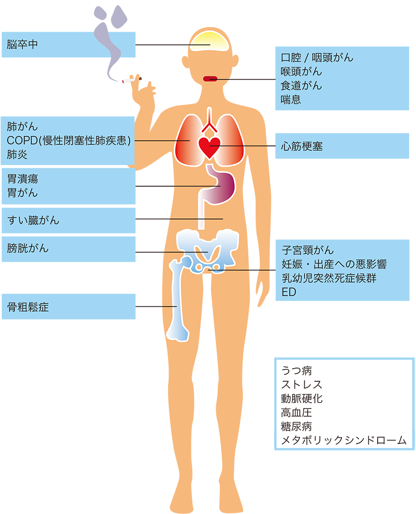 体 から まで ニコチン 抜ける