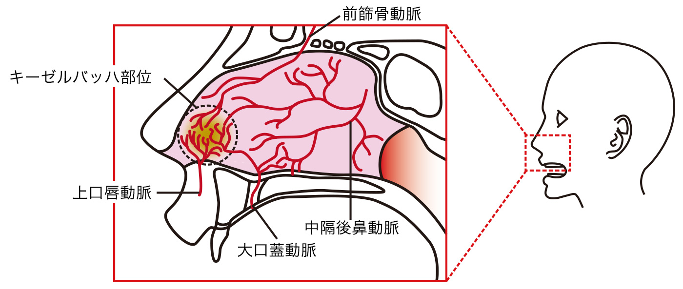 鼻腔への血管分布