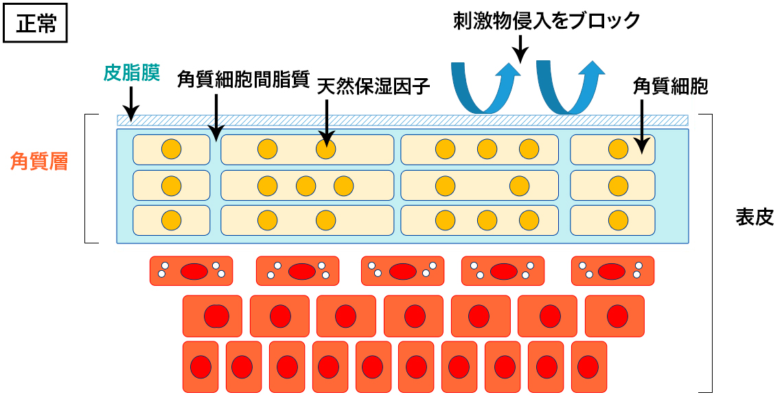 皮膚の表層断面(正常)