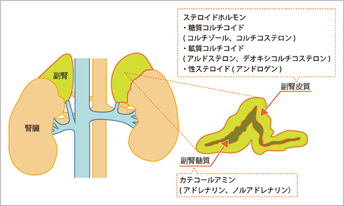 副腎の各名称と分泌ホルモン