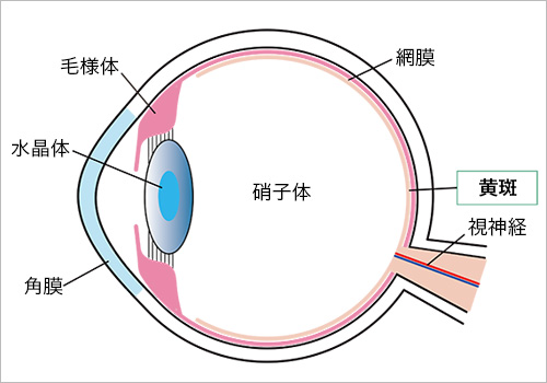 顔面水平断面図