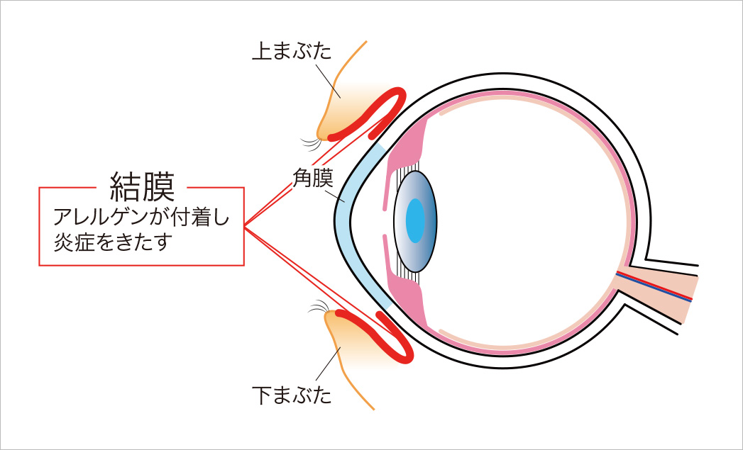 眼の仕組み