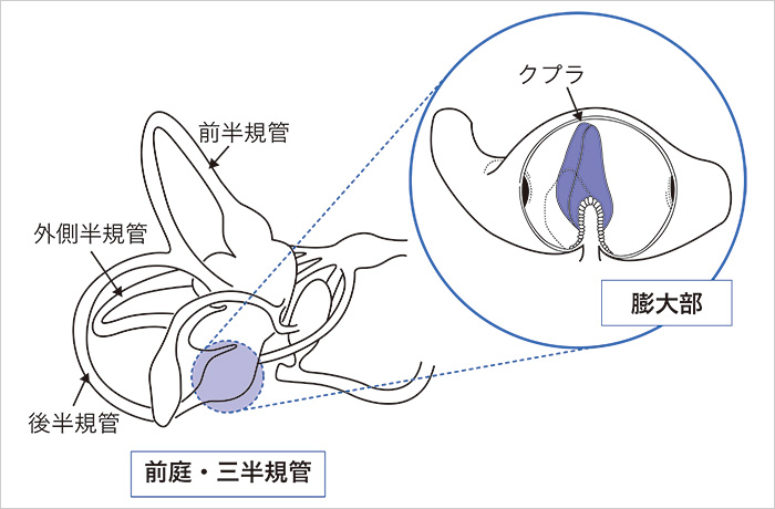 良性発作性頭位めまい症 りょうせいほっさせいとういめまいしょう 社会福祉法人 恩賜財団 済生会