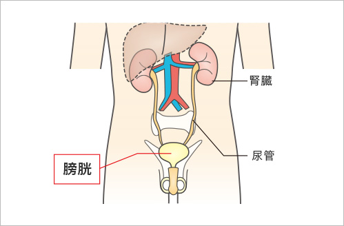 膀胱の位置