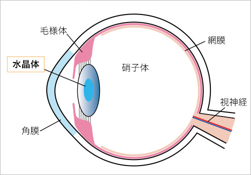 眼球水平断面図