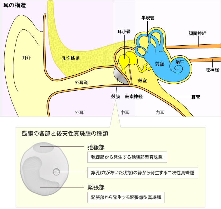 耳の構造