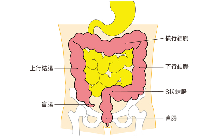 ん 大腸 が