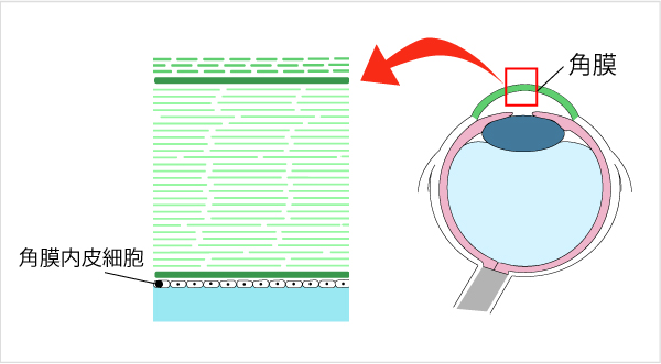 角膜内皮細胞と角膜