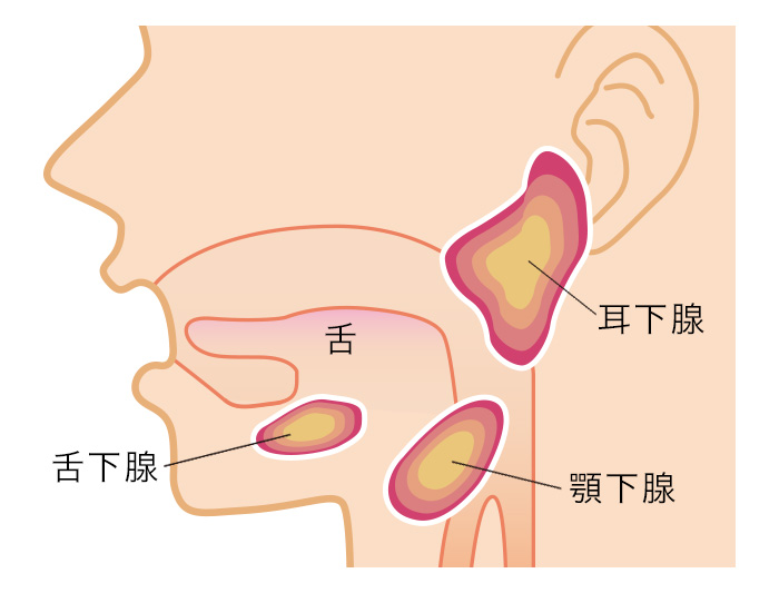 痛い 押す と 耳 しこり 耳の下を押すと痛い時の原因と対処法！しこりがある場合は？