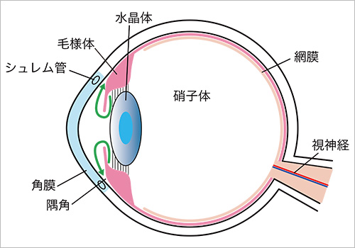 眼の水平断面でみる房水の流れ