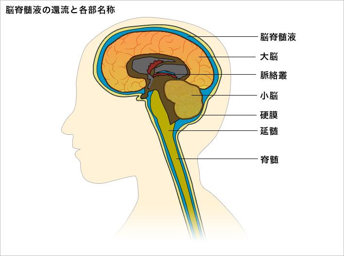 脳脊髄液の還流と各部名称