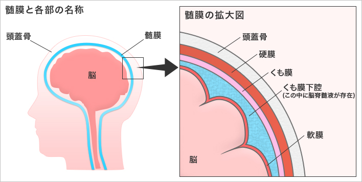 髄膜と各部の名称