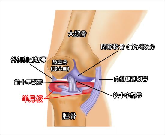 膝関節の構造(右足)