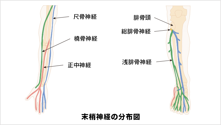末梢神経支配領域, 末梢神経 図解 – RXND