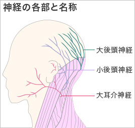 この世の終わり 後頭部に激痛を引き起こす神経痛とは 脳神経内科医が解説 転ばぬ先の杖