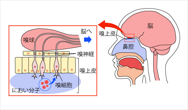 においの感覚が起きるしくみ