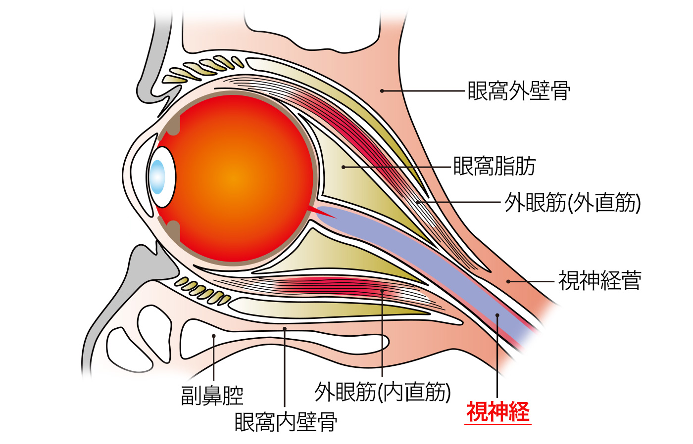 視神経炎の回復時間