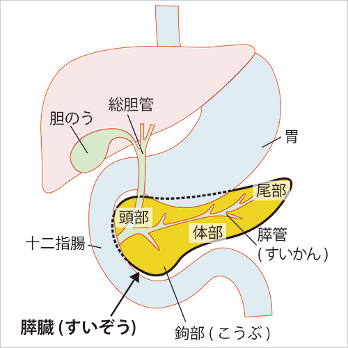 膵臓(すいぞう)がん (すいぞうがん) 社会福祉法人 恩賜財団 済生会