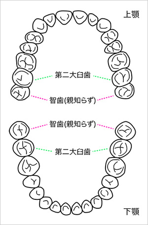 智歯（親しらず）の位置