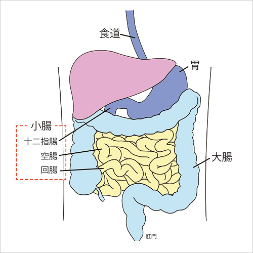 消化管の名称