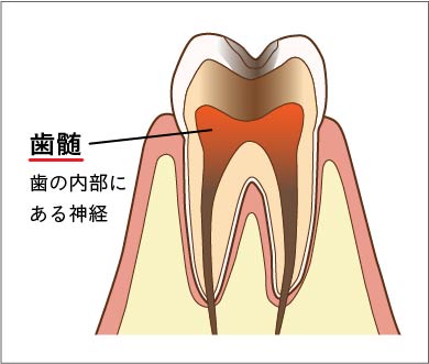 歯髄