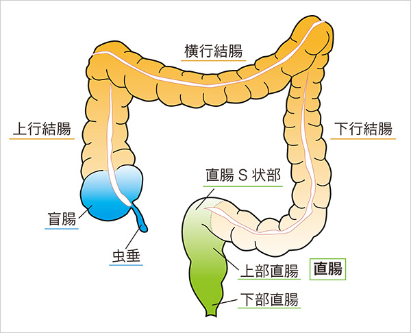 大腸各部の名称