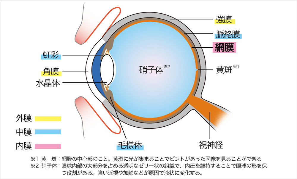 図1：眼球の構造