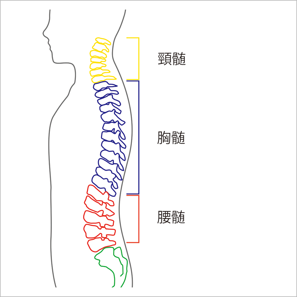 脊髄腫瘍の部位