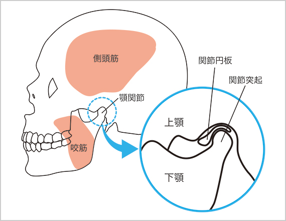 顎関節と筋肉の構造