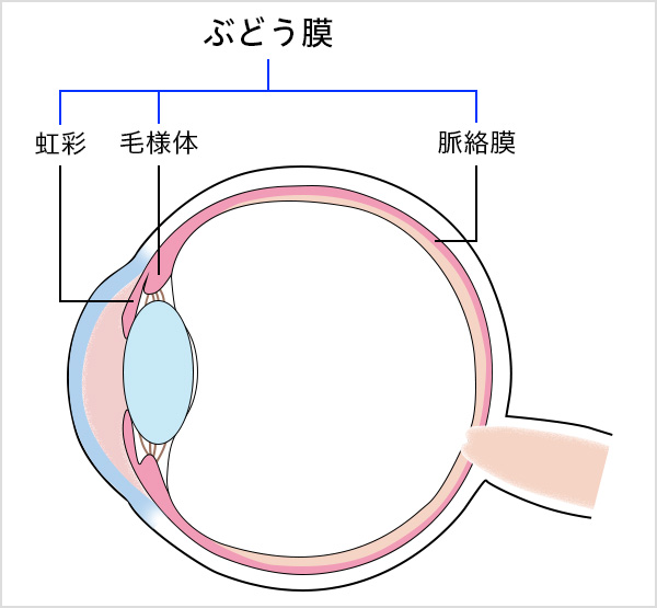 ぶどう膜