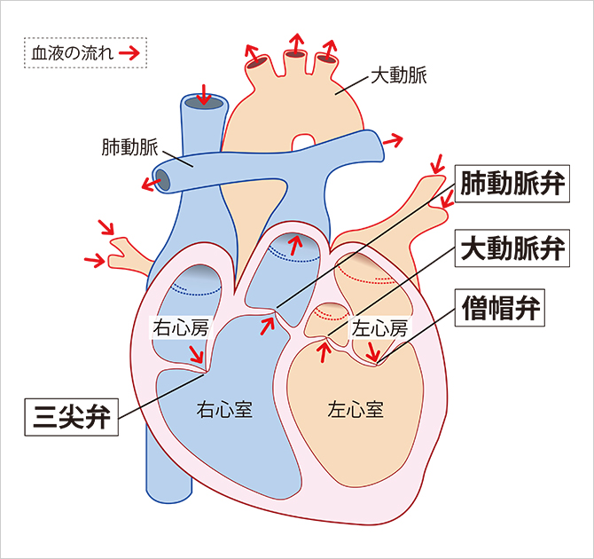 心臓の構造