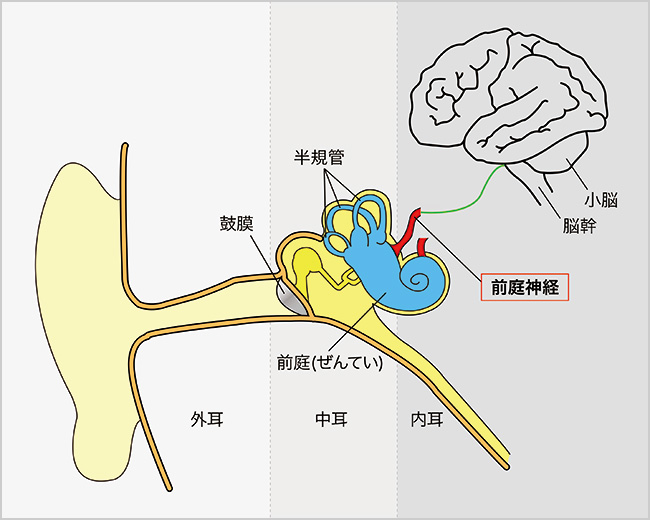 耳の構造