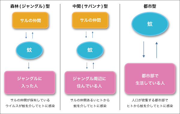 ３つの感染サイクル