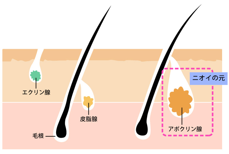 エクリン腺とアポクリン腺