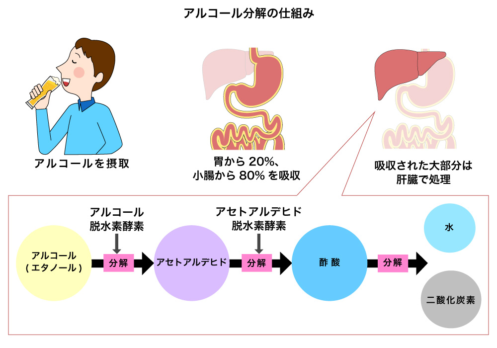 アルコール分解の仕組み