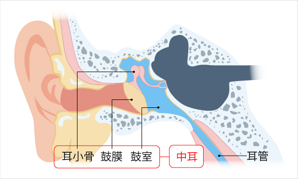 中耳と耳管