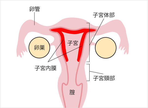 子宮